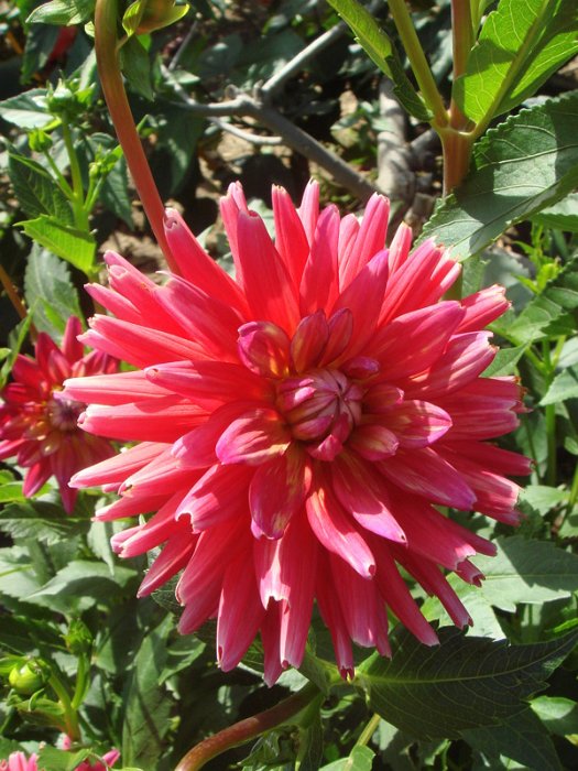 Dahlia x 'Queen'